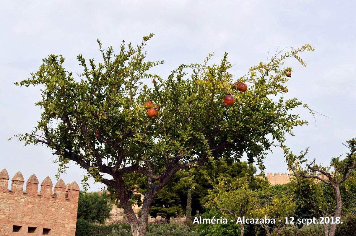 10 ALMERIA ALCAZABA 12 09 2018 (46).JPG